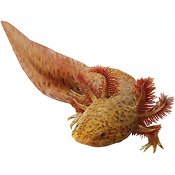Copper Axolotl Morph